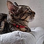 Mulan participe au concours pour gagner de l'argent avec cette photo : cat, tabby, side_profile, red_collar, pet, feline, indoor, cushion, fabric, texture, gray, wall, whiskers, ears, animal, domestic, closeup, resting, looking, comfortable