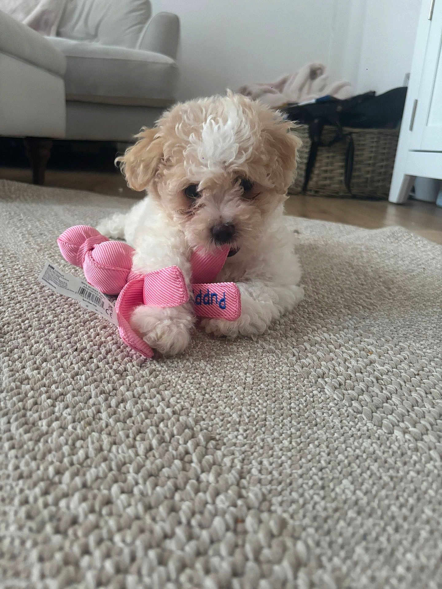 Doris