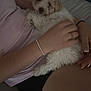 animal, black_shorts, bracelet, couch, cozy, cute, dog, fluffy, furniture, hand, indoor, lap, person, pet, pink_shirt, puppy, relaxed, resting, sleepy, snuggling