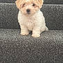 Doris is registered to the contest to win money with this photo: animal, blurred, carpet, cute, dog, domestic_animal, fluffy, fur, indoor, light_brown, pet, portrait, puppy, sitting, small, stairs, stairs_indoor, white, young, young_dog