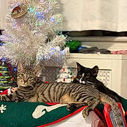Tiger And Mittens is registered to the contest to win money with this photo: black_and_white_cat, blanket, cat, ceramic_tree, christmas_tree, cozy, curious, decorations, domestic_animal, feline, festive, holiday_decor, indoor, pet, relaxed, resting, shelf, shoe, tabby_cat, table