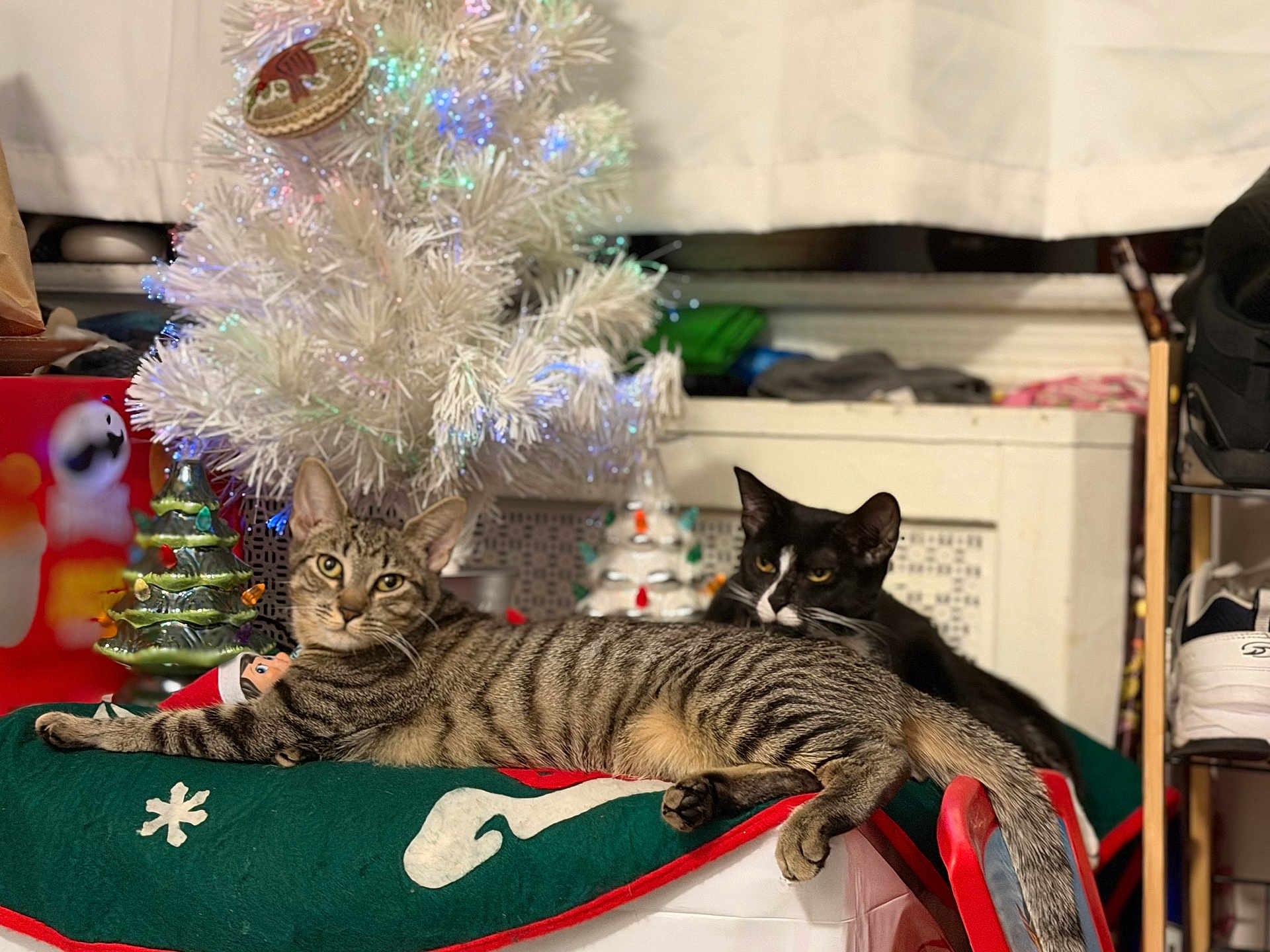 Tiger And Mittens is registered to the contest to win money with this photo: black_and_white_cat, blanket, cat, ceramic_tree, christmas_tree, cozy, curious, decorations, domestic_animal, feline, festive, holiday_decor, indoor, pet, relaxed, resting, shelf, shoe, tabby_cat, table