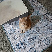 Toby joined the competition — help win amazing prizes! cat, orange_cat, tabby, carpet, rug, patterned_rug, mattress_topper, stain, carpet_floor, indoor, pet, animal, feline, curious, sitting, looking_up, home, flooring, carpeted_floor, domestic_animal