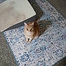 cat, orange_cat, tabby, carpet, rug, patterned_rug, mattress_topper, stain, carpet_floor, indoor, pet, animal, feline, curious, sitting, looking_up, home, flooring, carpeted_floor, domestic_animal