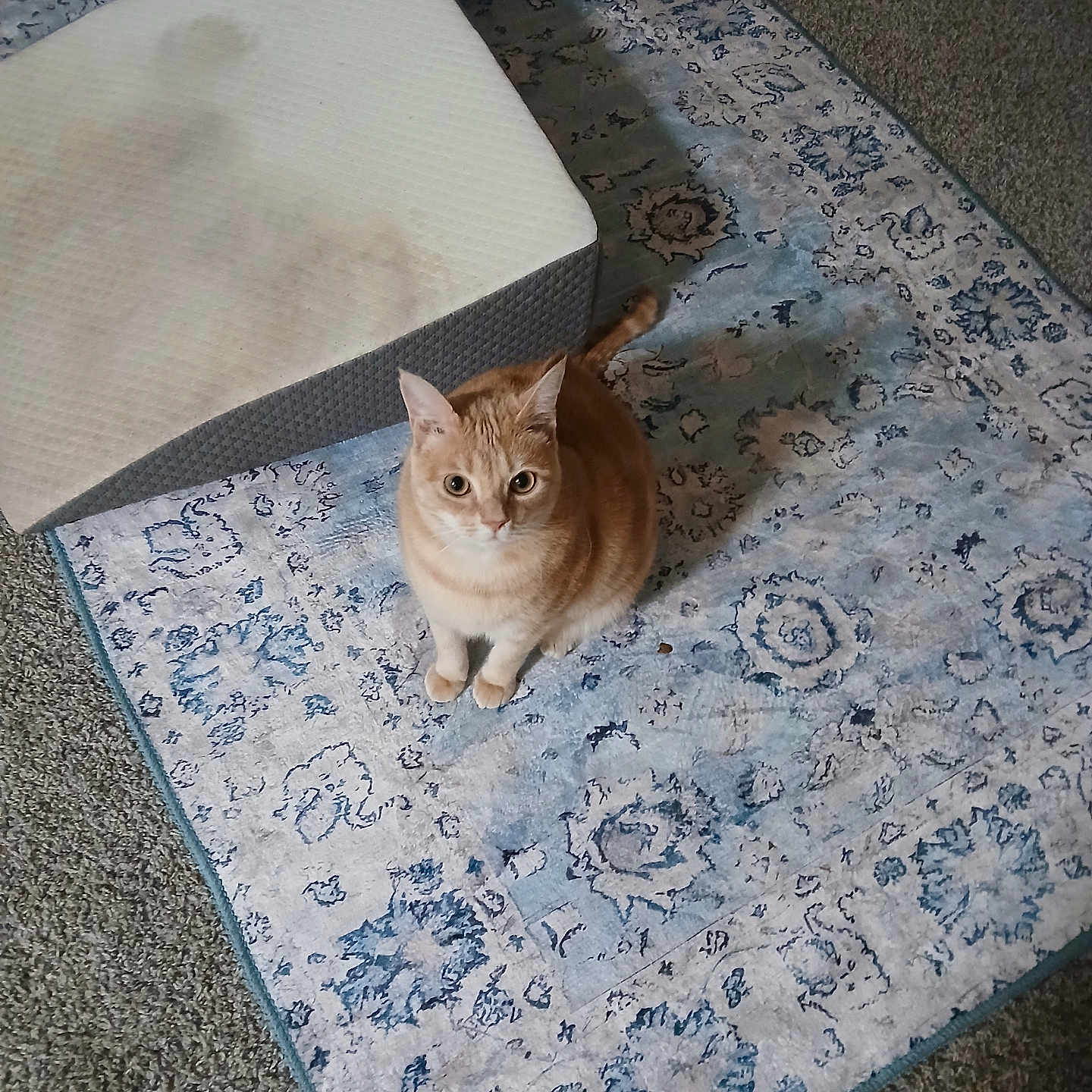 Toby joined the competition — help win amazing prizes! cat, orange_cat, tabby, carpet, rug, patterned_rug, mattress_topper, stain, carpet_floor, indoor, pet, animal, feline, curious, sitting, looking_up, home, flooring, carpeted_floor, domestic_animal