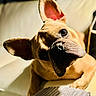 dog, french_bulldog, pet, indoor, couch, ears, head_tilt, close_up, animal, canine, fur, cute, companion, cozy, light, portrait, looking, resting, home, expression