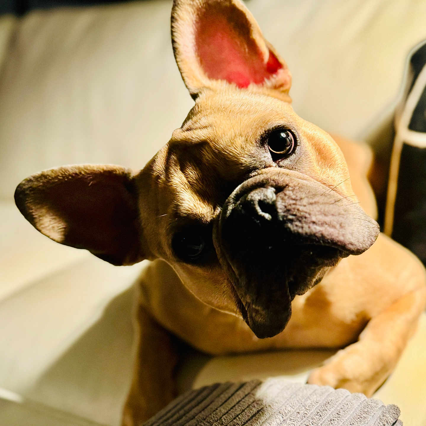 Master Yoda joined the competition — help win amazing prizes! dog, french_bulldog, pet, indoor, couch, ears, head_tilt, close_up, animal, canine, fur, cute, companion, cozy, light, portrait, looking, resting, home, expression