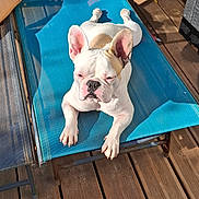 Hortensia participe au concours pour gagner de l'argent avec cette photo : dog, french_bulldog, outdoor, sunlight, blue_chair, wooden_deck, pet, animal, relaxing, lounge, sunny, summer, ears, white_dog, tan_spot, paw, cute, sleepy, portrait, resting