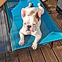 dog, french_bulldog, outdoor, sunlight, blue_chair, wooden_deck, pet, animal, relaxing, lounge, sunny, summer, ears, white_dog, tan_spot, paw, cute, sleepy, portrait, resting
