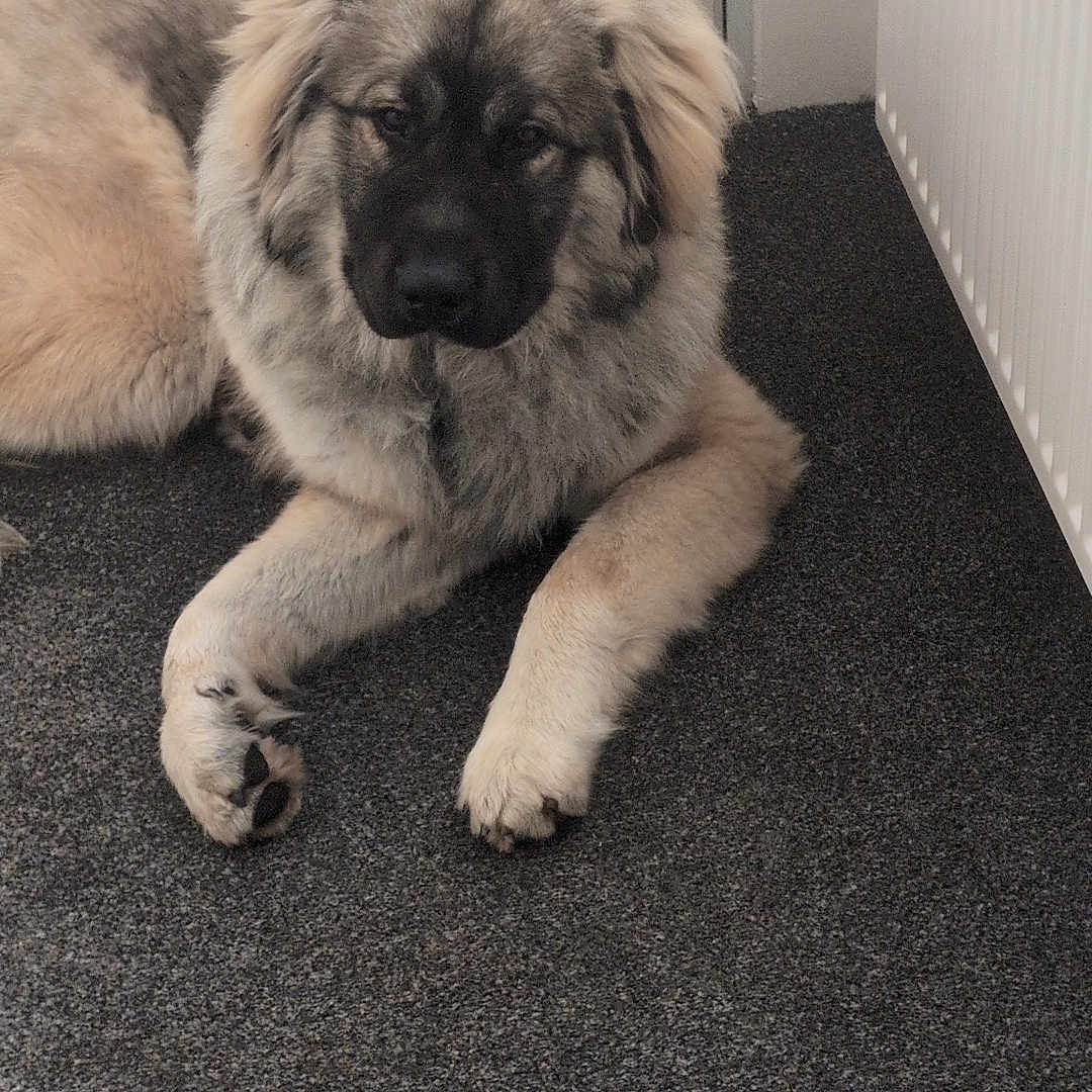 Buddy joined the competition — help win amazing prizes! animal, calm, canine, carpet, companion, cute, dog, fluffy, fur, home, indoor, large_dog, lying_down, mammal, paw, pet, radiator, relaxed, resting, white_door