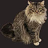 animal, cat, cute, domestic_cat, ears, feline, fluffy, fur, indoor, isolated_background, long_hair, looking_at_camera, pet, portrait, sitting, tabby, tail, whiskers, white_paws, yellow_eyes