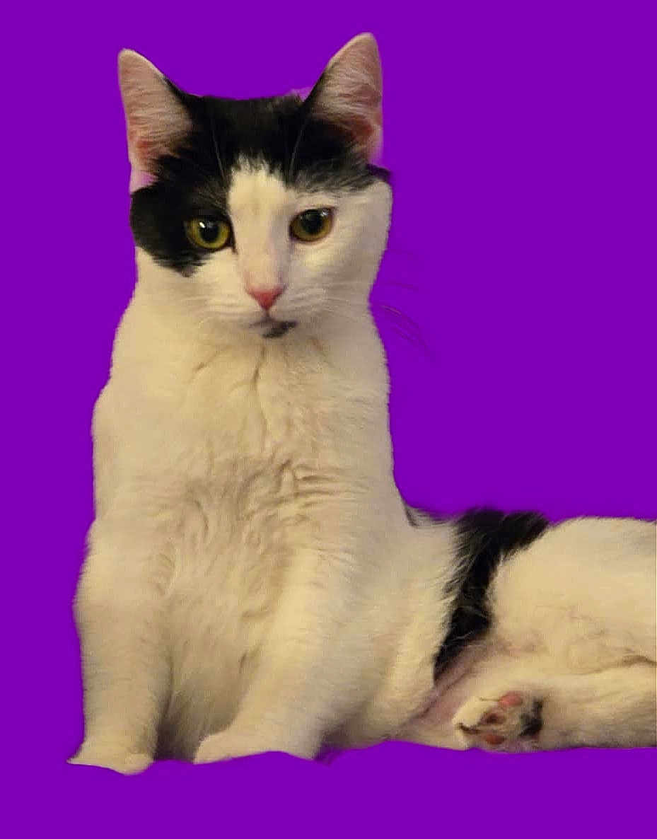 Marshmallow