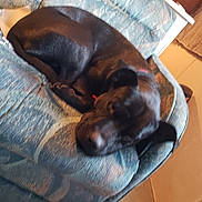 Axle joined the competition — help win amazing prizes! animal, black_dog, canine, collar, comfort, couch, cozy, dog, domestic, furniture, home, indoor, living_room, nap, patterned_fabric, pet, quiet, relaxed, resting, sleeping