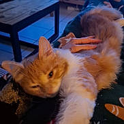 Nuits participe au concours pour gagner de l'argent avec cette photo : cat, orange_cat, white_cat, stretching, lap, person, hand, pajamas, snowflake_pattern, indoor, living_room, table, television, furniture, floor_tiles, cozy, relaxed, pet, animal, cute