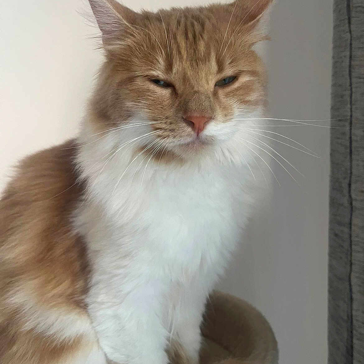 Nuits participe au concours pour gagner de l'argent avec cette photo : cat, orange_cat, white_fur, fluffy, pet, animal, indoor, cat_bed, feline, whiskers, ears, sitting, close_up, cute, soft_fur, domestic_cat, portrait, relaxed, sleepy, fur