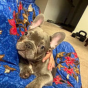 Lazy Bonez joined the competition — help win amazing prizes! french_bulldog, puppy, dog, pet, animal, ears, snuggle, fabric, pattern, hand, indoor, carpet, weights, furniture, cozy, cute, closeup, portrait, blue, red