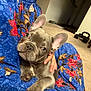 french_bulldog, puppy, dog, pet, animal, ears, snuggle, fabric, pattern, hand, indoor, carpet, weights, furniture, cozy, cute, closeup, portrait, blue, red