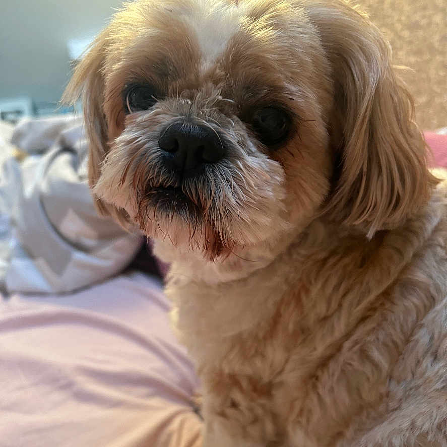 Poppy joined the competition — help win amazing prizes! affenpinscher, animal, art, bulldog, canine, cockerspaniel, collage, couch, dog, furniture, hound, person, pet, poodle, pug, puppy, snout, terrier, text, whitedog