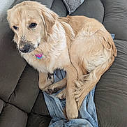 Missy Starke is registered to the contest to win money with this photo: dog, golden_retriever, couch, blanket, indoor, pet, fur, animal, resting, relaxed, canine, home, domestic_animal, fur_texture, paw, snout, ear, tail, comfort, seat