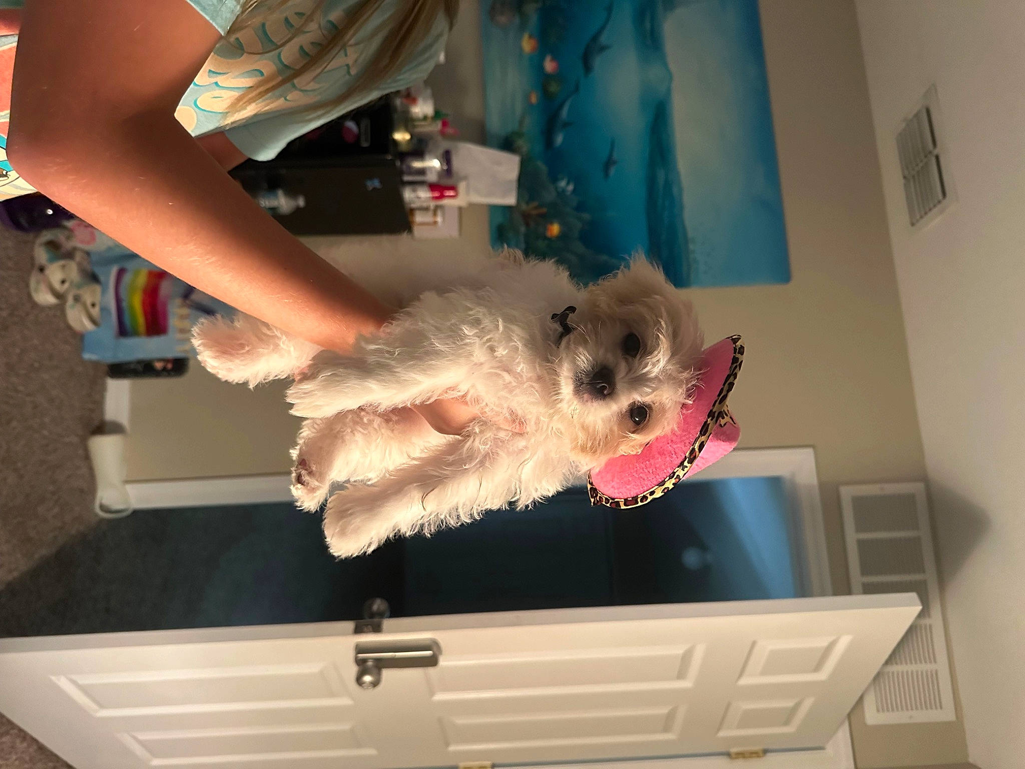 Mila joined the competition — help win amazing prizes! bed, canidae, carnivore, companion_dog, dog, dog_breed, fawn, fur, labradoodle, non_sporting_group, poodle, room, small_terrier, sporting_group, tail, terrier, toy, toy_dog
