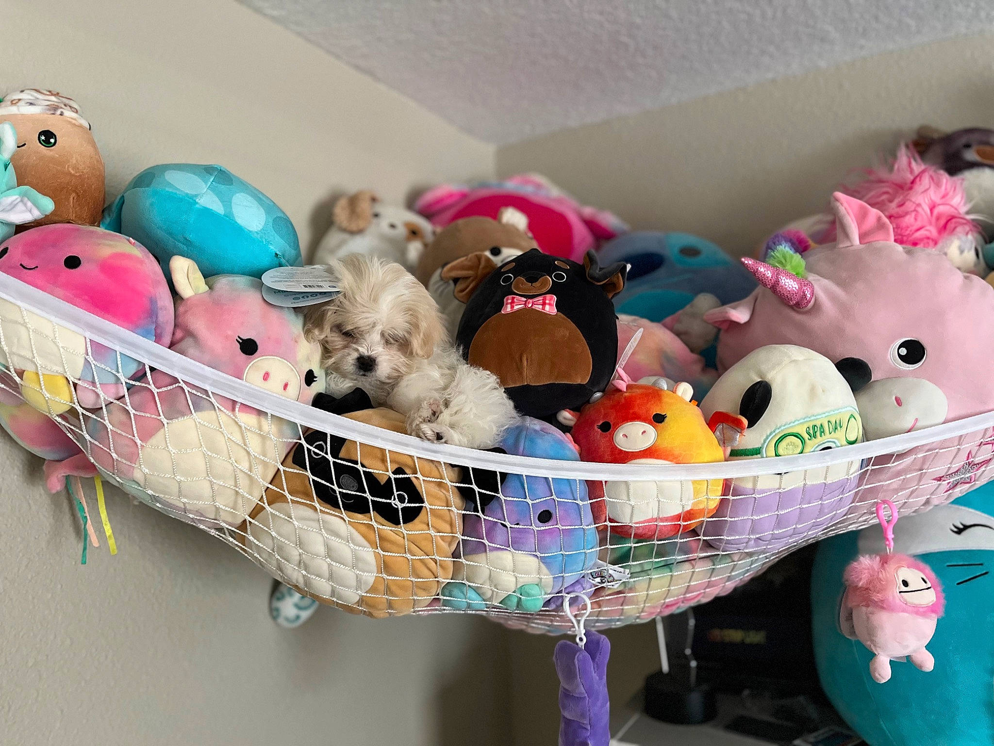 Mila is registered to the contest to win money with this photo: baby_toys, bag, basket, dog_supply, easter, event, fashion_accessory, fawn, headgear, mammal, party_supply, pink, plush, room, storage_basket, stuffed_toy, textile, toy, vertebrate, wicker