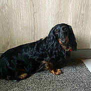 Seven participe au concours pour gagner de l'argent avec cette photo : animal, black, carpet, collar, companion, cute, dachshund, dog, domestic, floor, fur, indoor, long_hair, looking, pet, relaxed, resting, side_view, tan, wood_panel