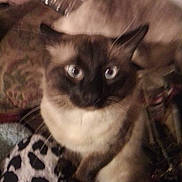 Prince is registered to the contest to win money with this photo: cat, siamese_cat, blue_eyes, blurred, close_up, indoor, pet, feline, animal, whiskers, fur, sitting, blanket, patterned, resting, two_cats, domestic_animal, cute, soft, cozy