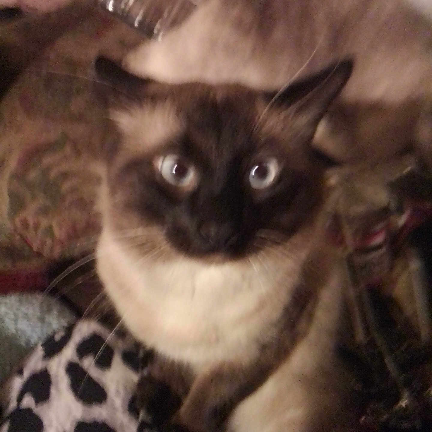 Prince is registered to the contest to win money with this photo: cat, siamese_cat, blue_eyes, blurred, close_up, indoor, pet, feline, animal, whiskers, fur, sitting, blanket, patterned, resting, two_cats, domestic_animal, cute, soft, cozy