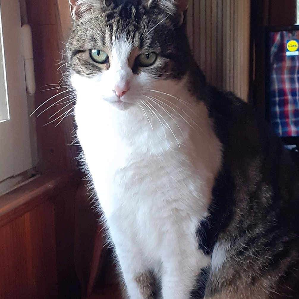 Ciggy a rejoint le concours — aidez-le/la à gagner de superbes lots ! animal, cat, close_up, cozy, curtain, domestic, ears, feline, fur, green_eyes, home, indoor, paws, pet, sitting, tabby, whiskers, white_fur, window, wooden_surface