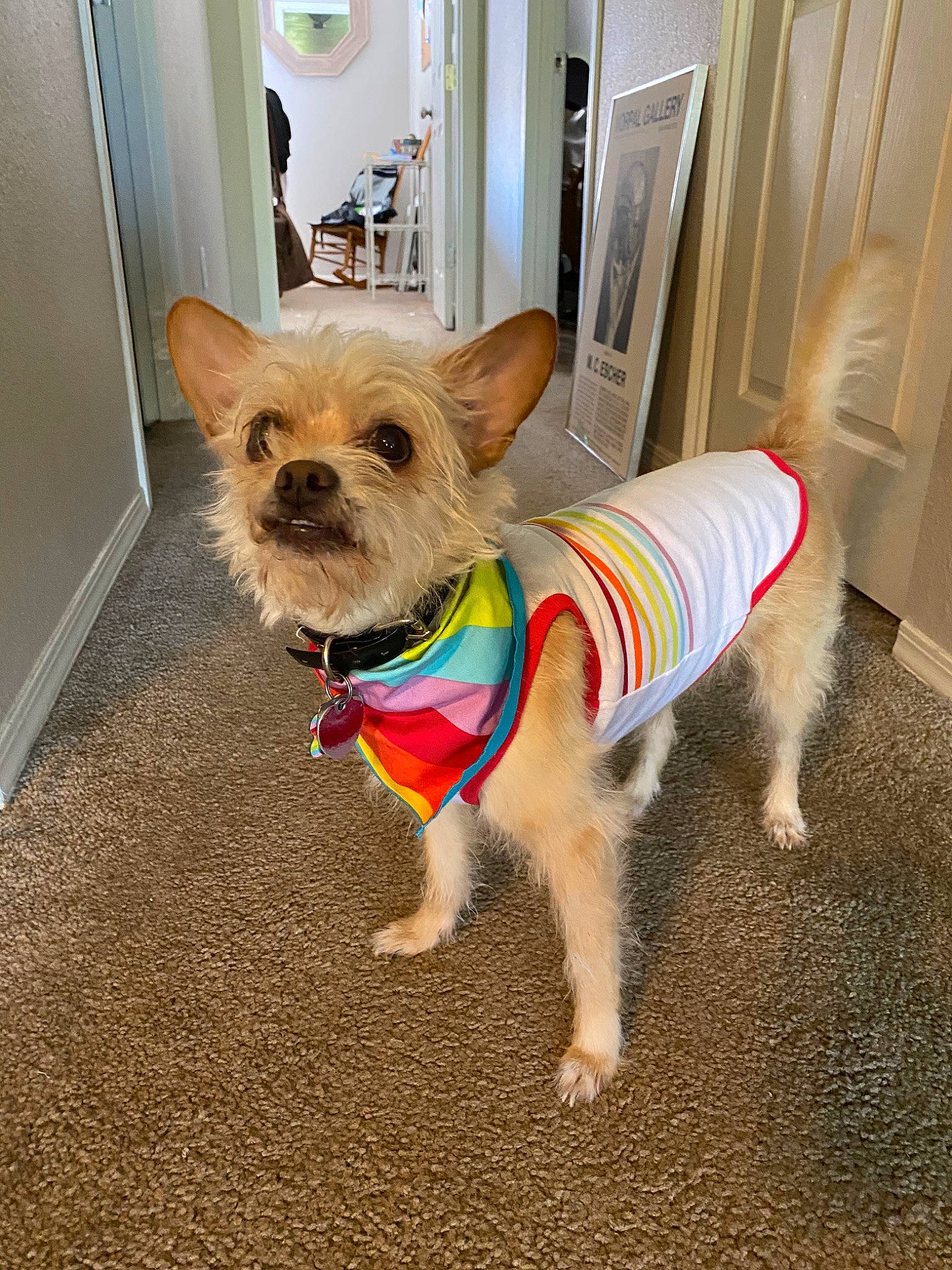 Boo Bailey is registered to the contest to win money with this photo: cairn_terrier, canidae, carnivore, chihuahua, companion_dog, dog, dog_breed, dog_clothes, fawn, mammal, morkie, puppy, snout, sweater, toy_dog, vertebrate, yorkshire_terrier