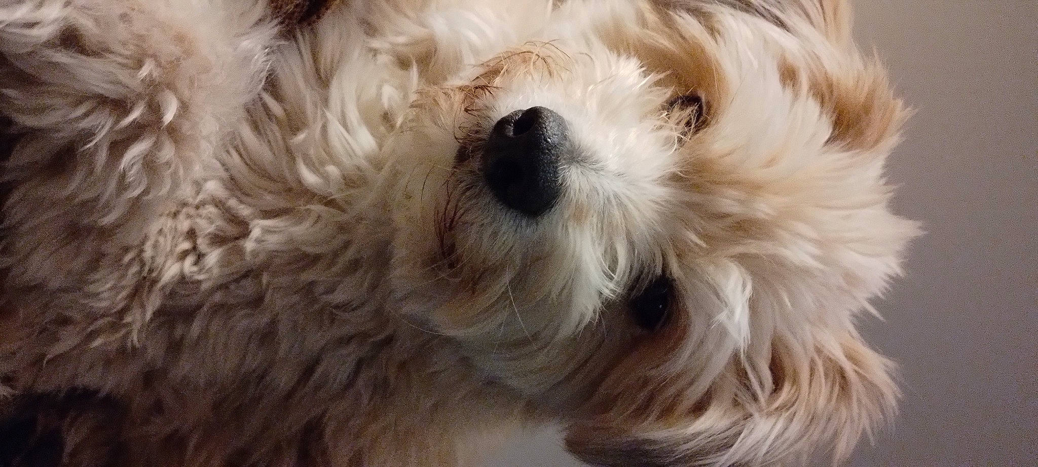 Nino participe au concours pour gagner de l'argent avec cette photo : canidae, carnivore, close_up, companion_dog, dog, dog_breed, fur, giant_dog_breed, maltepoo, natural_material, non_sporting_group, small_terrier, snout, sporting_group, terrier, toy_dog, working_animal