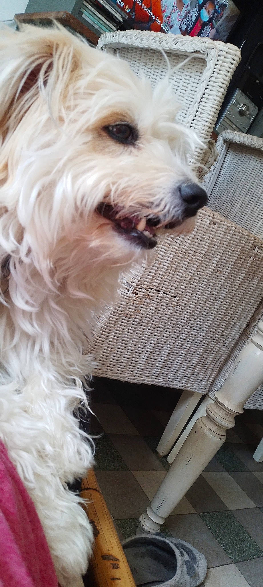 Nino a rejoint le concours — aidez-le/la à gagner de superbes lots ! canidae, carnivore, collar, companion_dog, dog, dog_breed, dog_collar, dog_supply, fur, labradoodle, maltepoo, non_sporting_group, pet_supply, small_terrier, snout, sporting_group, terrier, toy_dog, water_dog, working_animal