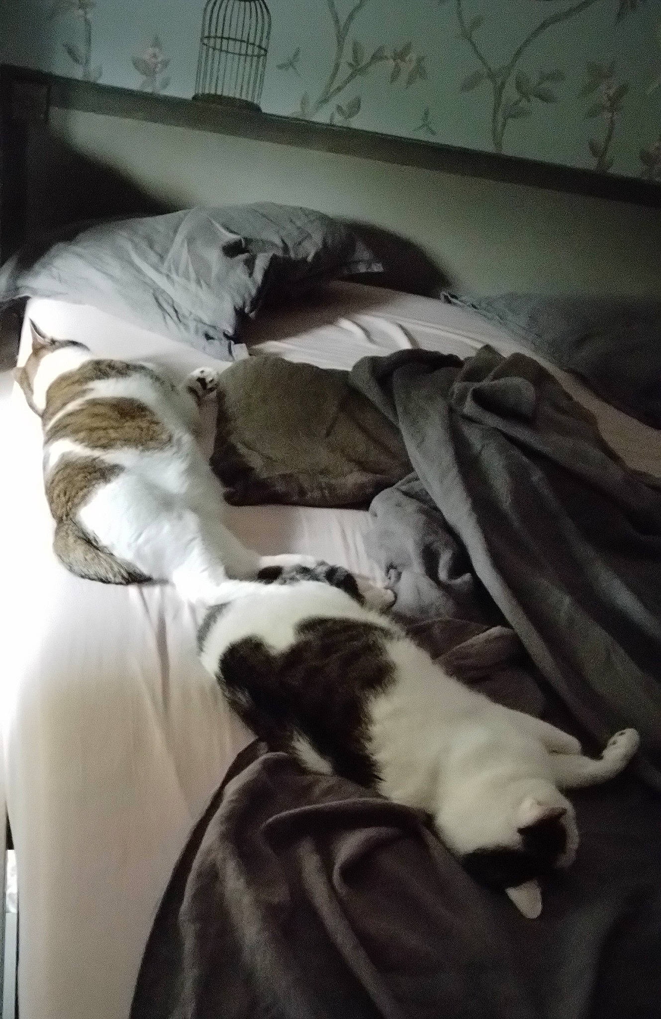 Filou a rejoint le concours — aidez-le/la à gagner de superbes lots ! bedding, blanket, canidae, carnivore, cat, comfort, companion_dog, dog_breed, duvet, felidae, flooring, fur, linens, nap, room, sleep, small_to_medium_sized_cats, sporting_group, tail, whiskers