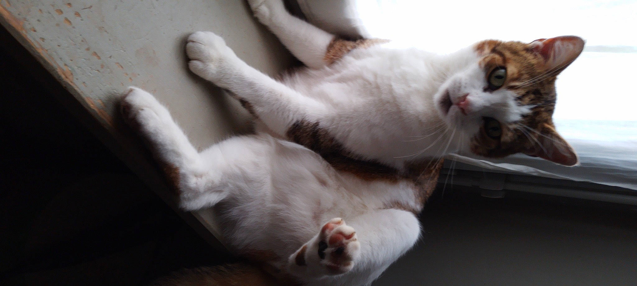 Filou participe au concours pour gagner de l'argent avec cette photo : carnivore, cat, cat_supply, claw, comfort, domestic_short_haired_cat, felidae, fur, paw, small_to_medium_sized_cats, snout, tail, whiskers