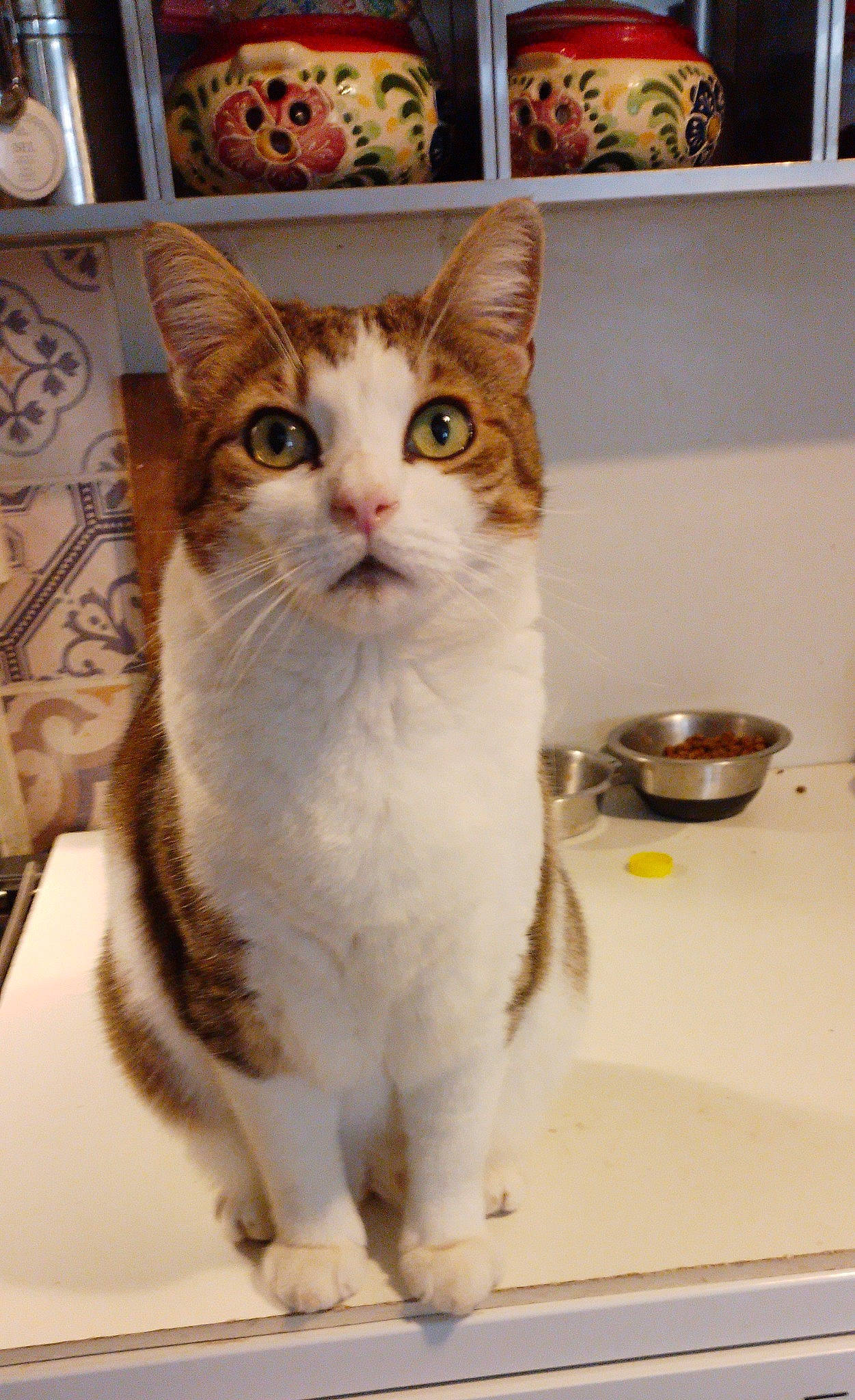 Filou a rejoint le concours — aidez-le/la à gagner de superbes lots ! carnivore, cat, domestic_short_haired_cat, door, fawn, felidae, fur, mixing_bowl, paw, pet_supply, room, serveware, small_to_medium_sized_cats, tail, whiskers, window