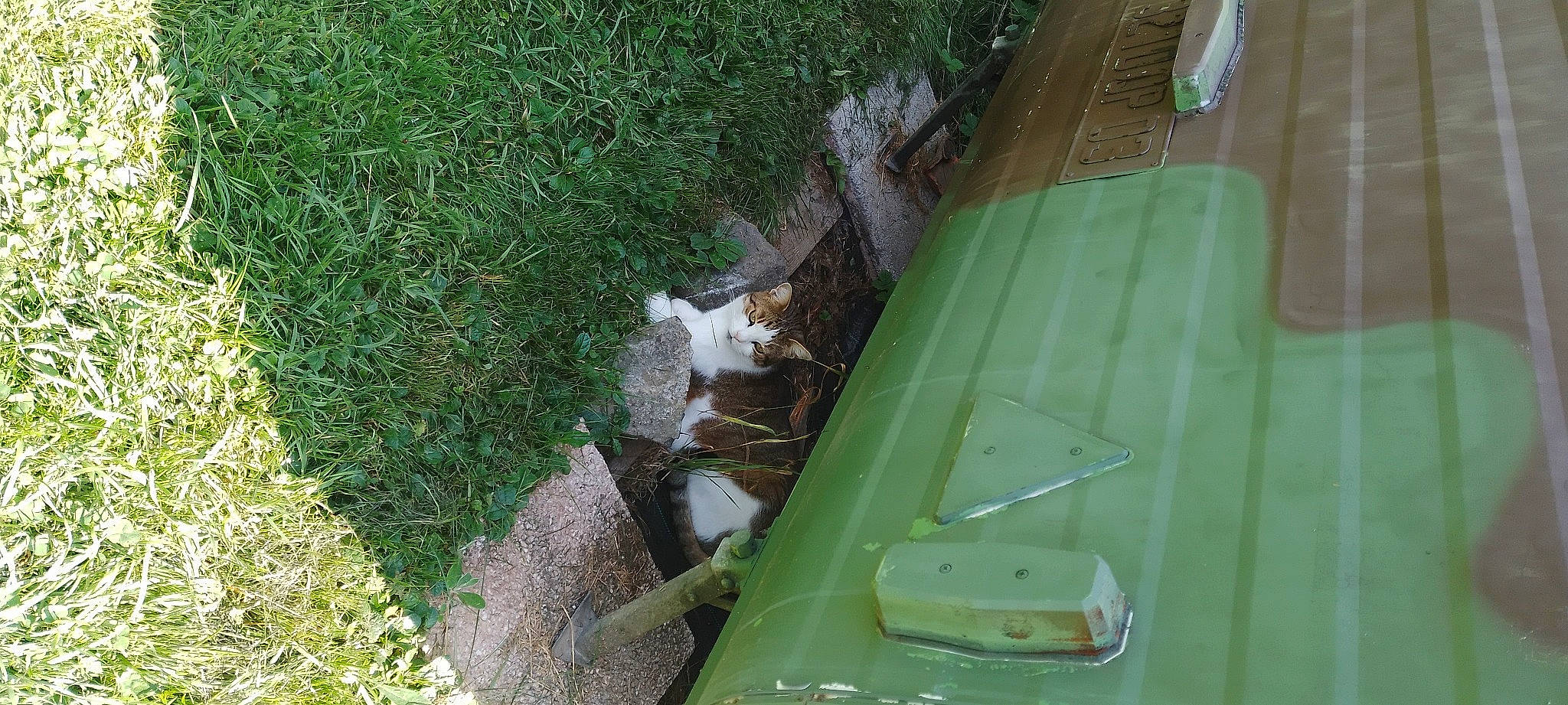 Filou a rejoint le concours — aidez-le/la à gagner de superbes lots ! backyard, curb, drainage, felidae, flooring, garden, grass, grass_family, groundcover, landscape, lawn, plant, shrub, soil, tail, terrestrial_animal, water, wood, yard