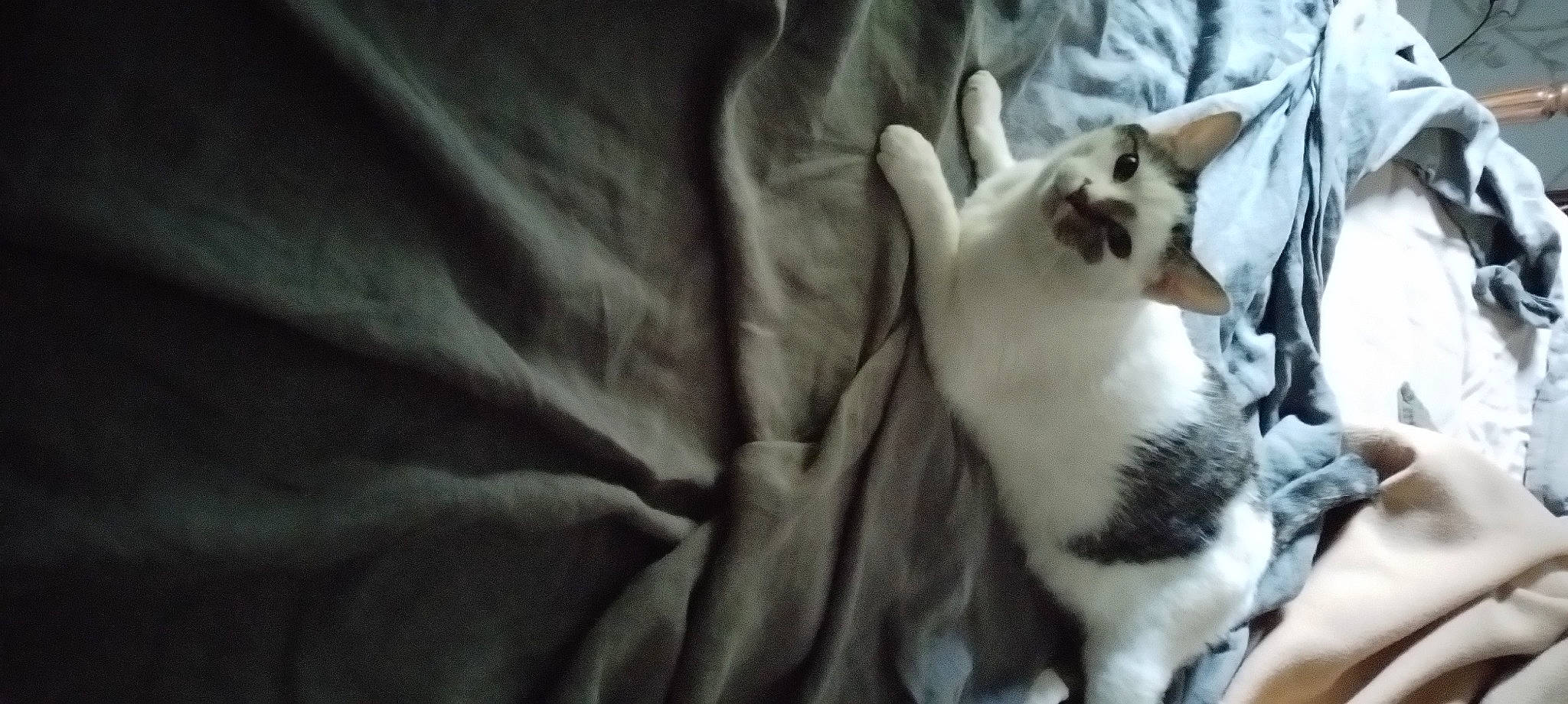 Mariot participe au concours pour gagner de l'argent avec cette photo : carnivore, cat, comfort, companion_dog, darkness, dog_breed, domestic_short_haired_cat, fawn, felidae, fur, paw, small_to_medium_sized_cats, snout, tail, terrestrial_animal, whiskers