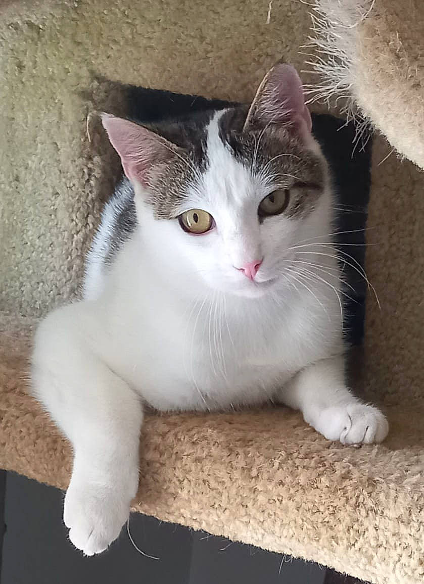 Mariot participe au concours pour gagner de l'argent avec cette photo : carnivore, cat, domestic_short_haired_cat, eye, felidae, fur, grey, paw, small_to_medium_sized_cats, snout, tail, whiskers