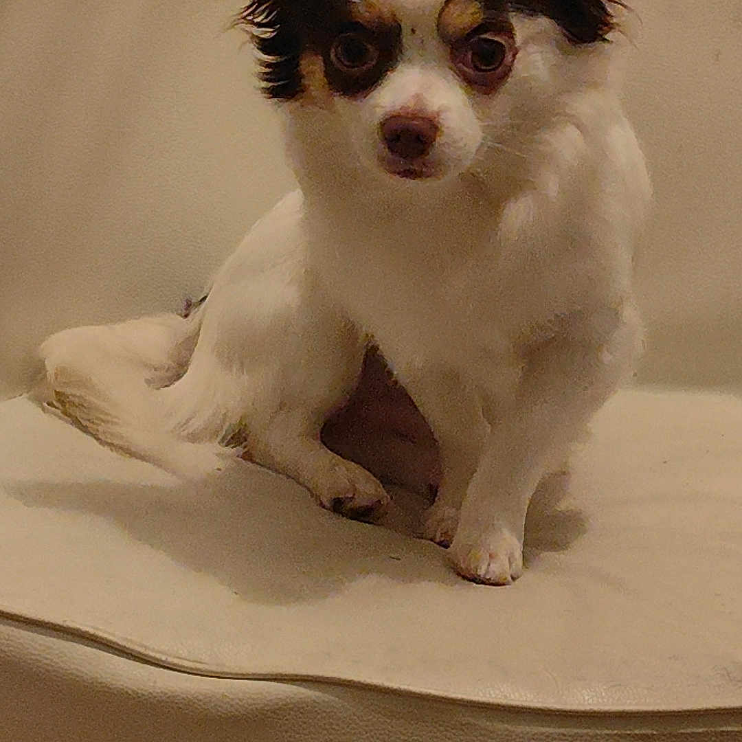 Ulysse a rejoint le concours — aidez-le/la à gagner de superbes lots ! animal, brown_and_white, chair, companion, curious, cute, dog, domestic, ears, fluffy, furniture, household, indoors, looking_at_camera, pet, pet_portrait, portrait, sitting, small_dog, white_fur