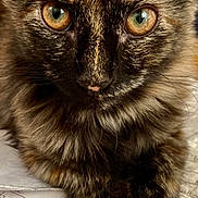 Amaretto joined the competition — help win amazing prizes! animal, cat, close_up, curious, cute, document, eyes, feline, focus, fur, indoor, mammal, paper, paw, pet, portrait, resting, tortoiseshell, whiskers, writing