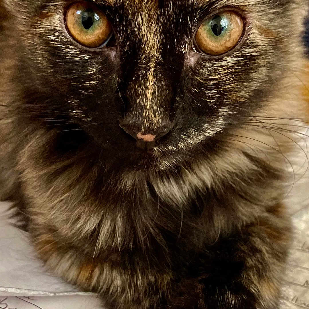 Amaretto joined the competition — help win amazing prizes! animal, cat, close_up, curious, cute, document, eyes, feline, focus, fur, indoor, mammal, paper, paw, pet, portrait, resting, tortoiseshell, whiskers, writing