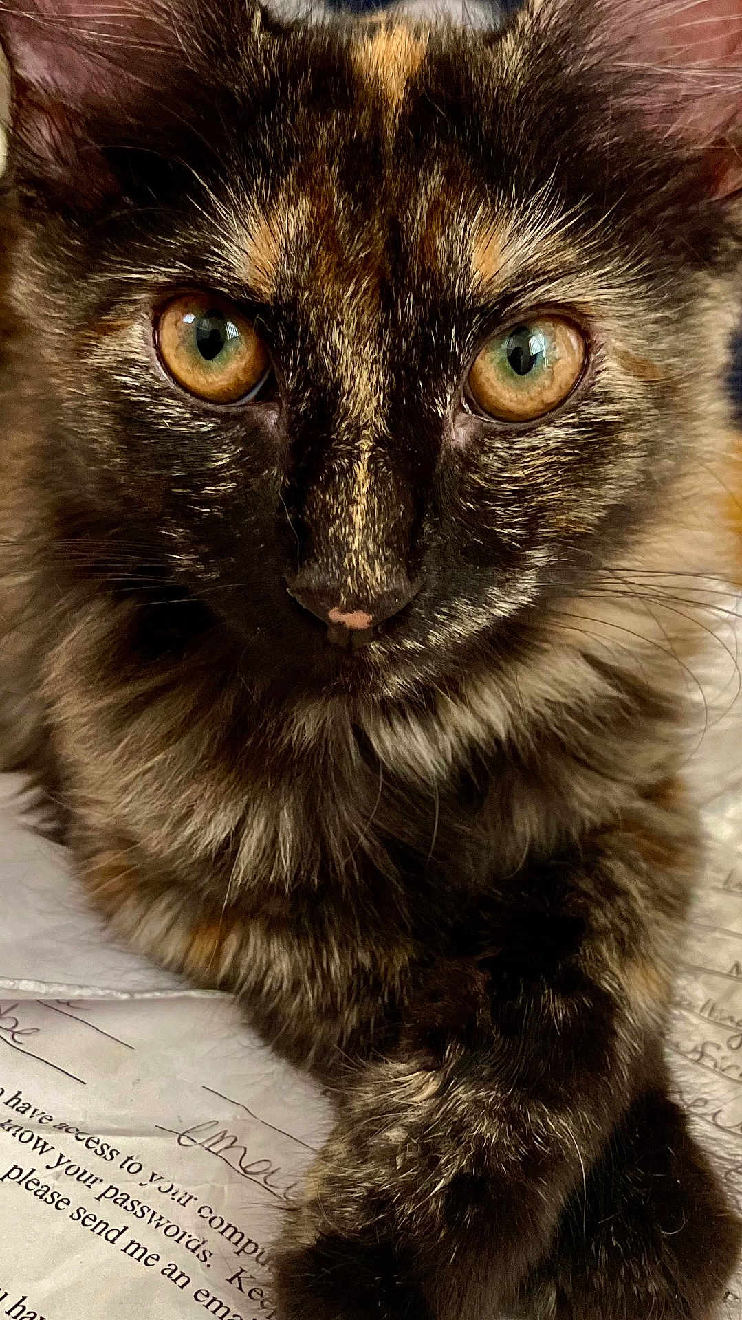 Amaretto joined the competition — help win amazing prizes! animal, cat, close_up, curious, cute, document, eyes, feline, focus, fur, indoor, mammal, paper, paw, pet, portrait, resting, tortoiseshell, whiskers, writing
