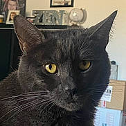 Guismo a rejoint le concours — aidez-le/la à gagner de superbes lots ! cat, black_cat, yellow_eyes, indoor, close_up, pet, animal, whiskers, fur, portrait, domestic_cat, box, background, home, feline, curious, looking, face, ears, mammal