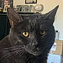 cat, black_cat, yellow_eyes, indoor, close_up, pet, animal, whiskers, fur, portrait, domestic_cat, box, background, home, feline, curious, looking, face, ears, mammal