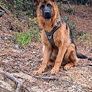 Balthazar participe au concours pour gagner de l'argent avec cette photo : adventure, alert, animal, canine, dog, ears, earth, forest, fur, german_shepherd, greenery, leash, nature, outdoor, pet, pine_needles, puppy, roots, sitting, trees