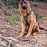 dog, german_shepherd, puppy, forest, nature, outdoor, pine_needles, trees, greenery, earth, roots, sitting, pet, animal, canine, fur, ears, leash, adventure, alert
