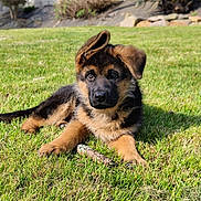Balthazar participe au concours pour gagner de l'argent avec cette photo : animal, cute, dog, eyes, floppy_ear, german_shepherd, grass, lawn, lying_down, muzzle, nature, outdoor, paw, pet, playful, portrait, puppy, stick, sunlight, young