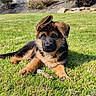 Balthazar participe au concours pour gagner de l'argent avec cette photo : animal, cute, dog, eyes, floppy_ear, german_shepherd, grass, lawn, lying_down, muzzle, nature, outdoor, paw, pet, playful, portrait, puppy, stick, sunlight, young
