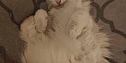 Plume a rejoint le concours — aidez-le/la à gagner de superbes lots ! cat, fluffy, white_cat, lying_down, relaxed, pet, feline, indoor, blanket, patterned_blanket, cute, curious, paws, fur, animal, resting, cozy, soft, domestic_animal, sleepy