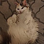 cat, fluffy, white_cat, lying_down, relaxed, pet, feline, indoor, blanket, patterned_blanket, cute, curious, paws, fur, animal, resting, cozy, soft, domestic_animal, sleepy